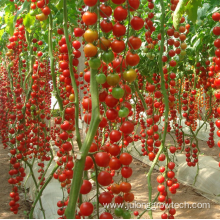 Multi Span Hydroponics Film Agricultural Greenhouses